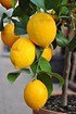 Zitronenbaum (Meyers Zitrone) - Citrus meyeri (3)